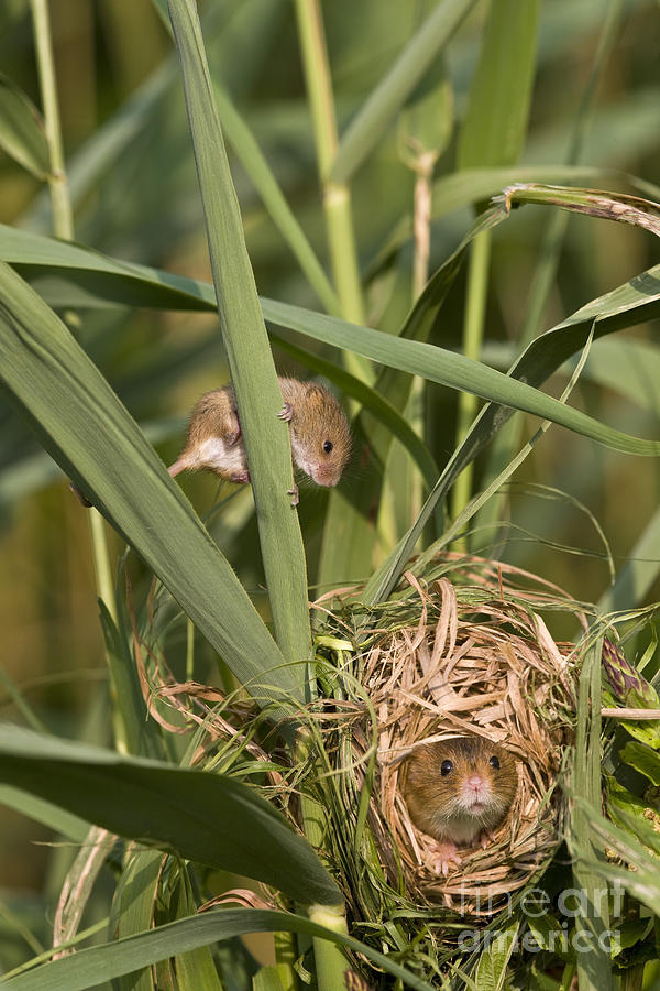 Mouse Photograph - Eurasian Harvest Mice At Nest by Jean-Louis Klein & Marie-Luce Hubert