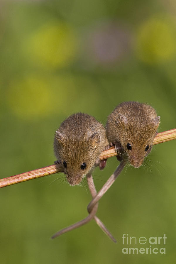 Eurasian Harvest Mice Photograph by Jean-Louis Klein & Marie-Luce Hubert