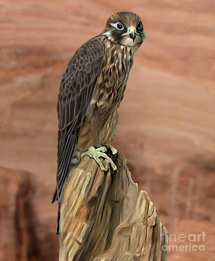 Eurasian hobby Falcon Digital Art by Walter Colvin
