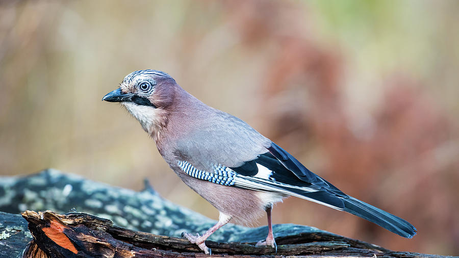 Eurasian Jay in Profile Photograph by Torbjorn Swenelius