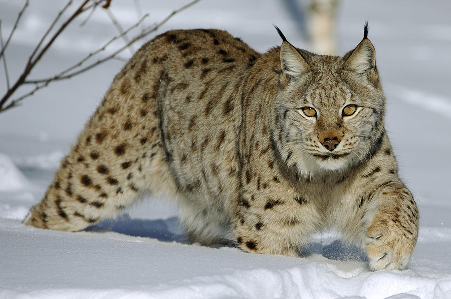 Eurasian Lynx  In Snow Photograph by Willi Rolfes