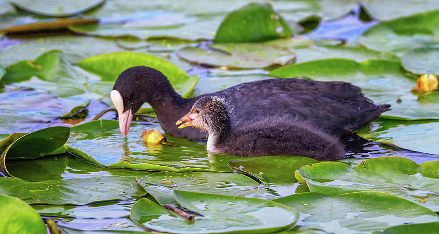 Eurasian Or Common Coot, Fulicula Atra, Duck And Duckling Photograph