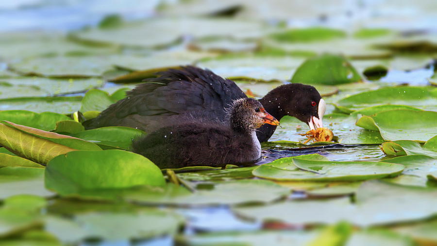 Eurasian or common coot, fulicula atra, duck and duckling Photograph by Elenarts - Elena Duvernay photo