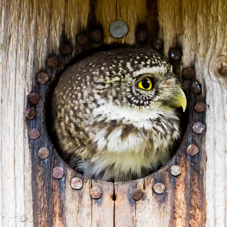 Eurasian pygmy owl in profile Photograph by Torbjorn Swenelius