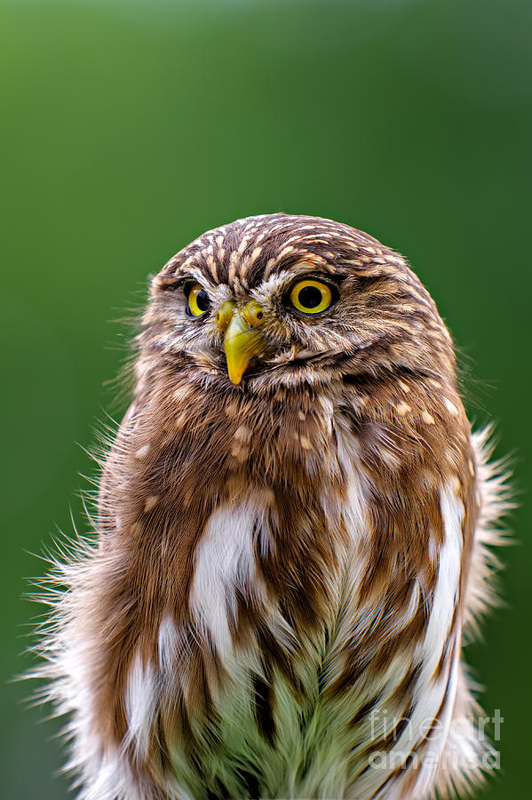 Eurasian Pygmy-owl Photograph by Joerg Lingnau