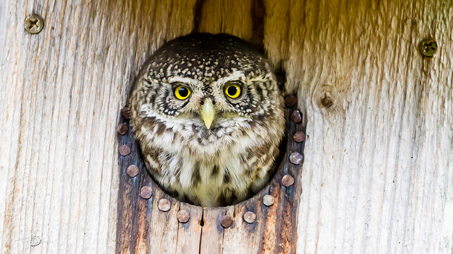 Owl Photograph - Eurasian pygmy owl by Torbjorn Swenelius
