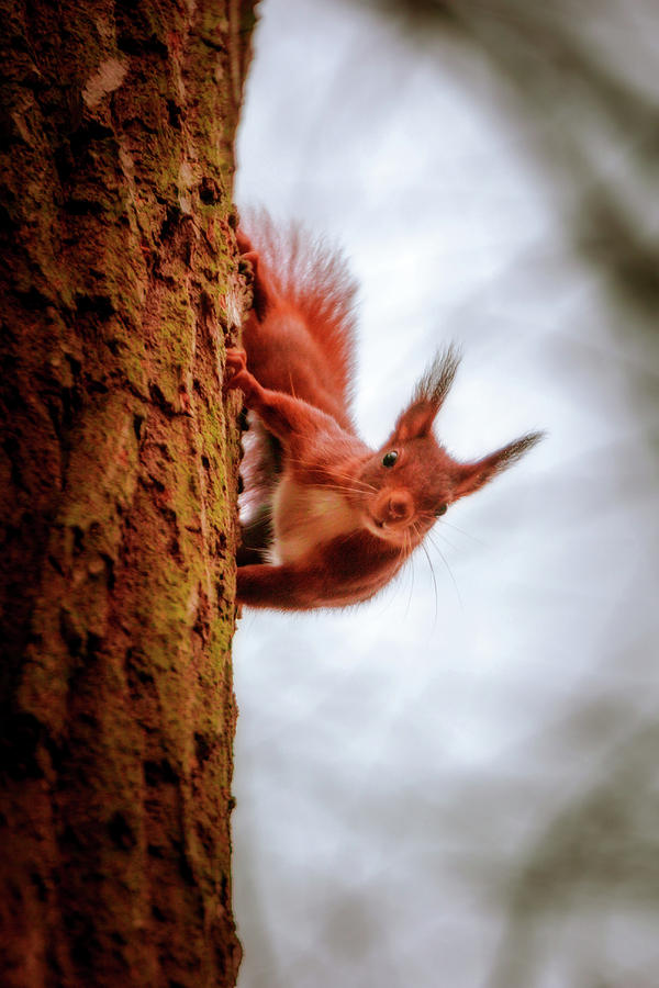 Eurasian Red Squirrel - Sciurus Vulgaris Photograph by Marc Braner