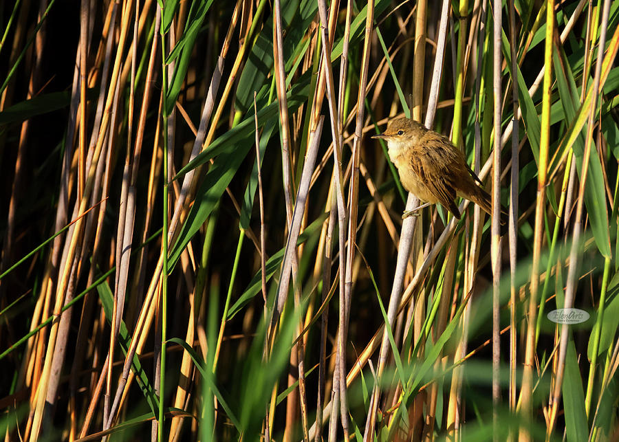 Eurasian reed warbler, acrocephalus scirpaceus Photograph by Elenarts - Elena Duvernay photo