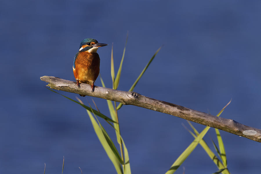 Eurasian, river or common kingfisher, alcedo atthis, Neuchatel,  Photograph by Elenarts - Elena Duvernay photo