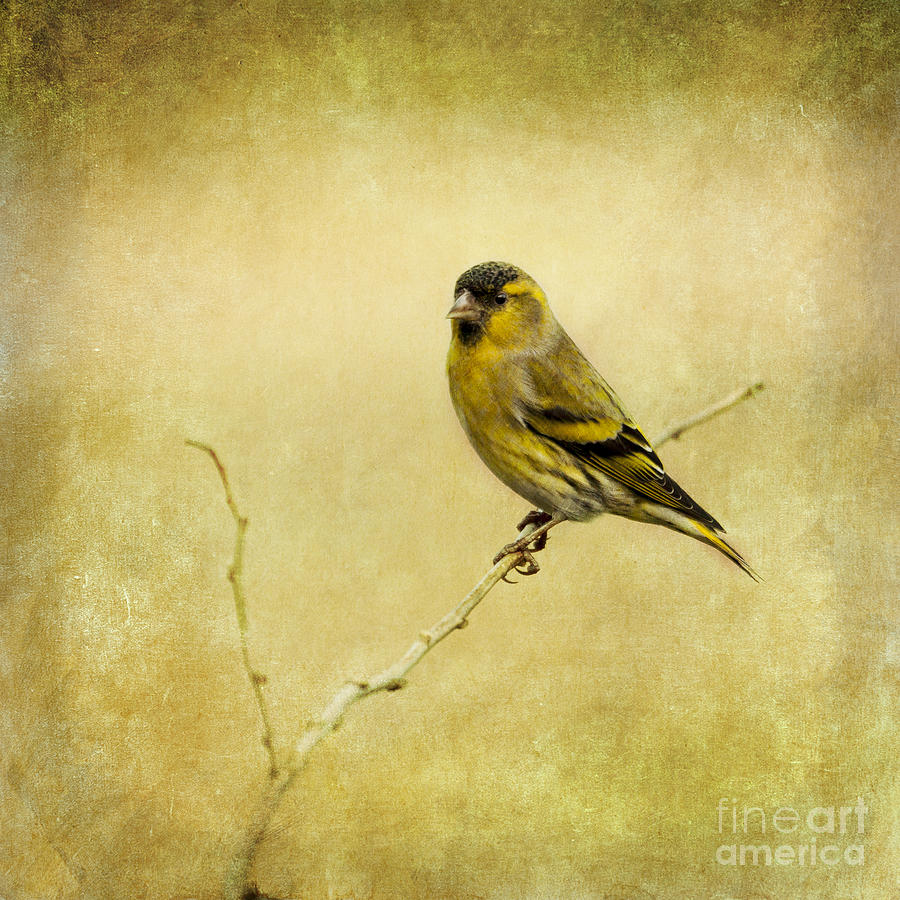 Finch Photograph - Eurasian Siskin by Liz Leyden