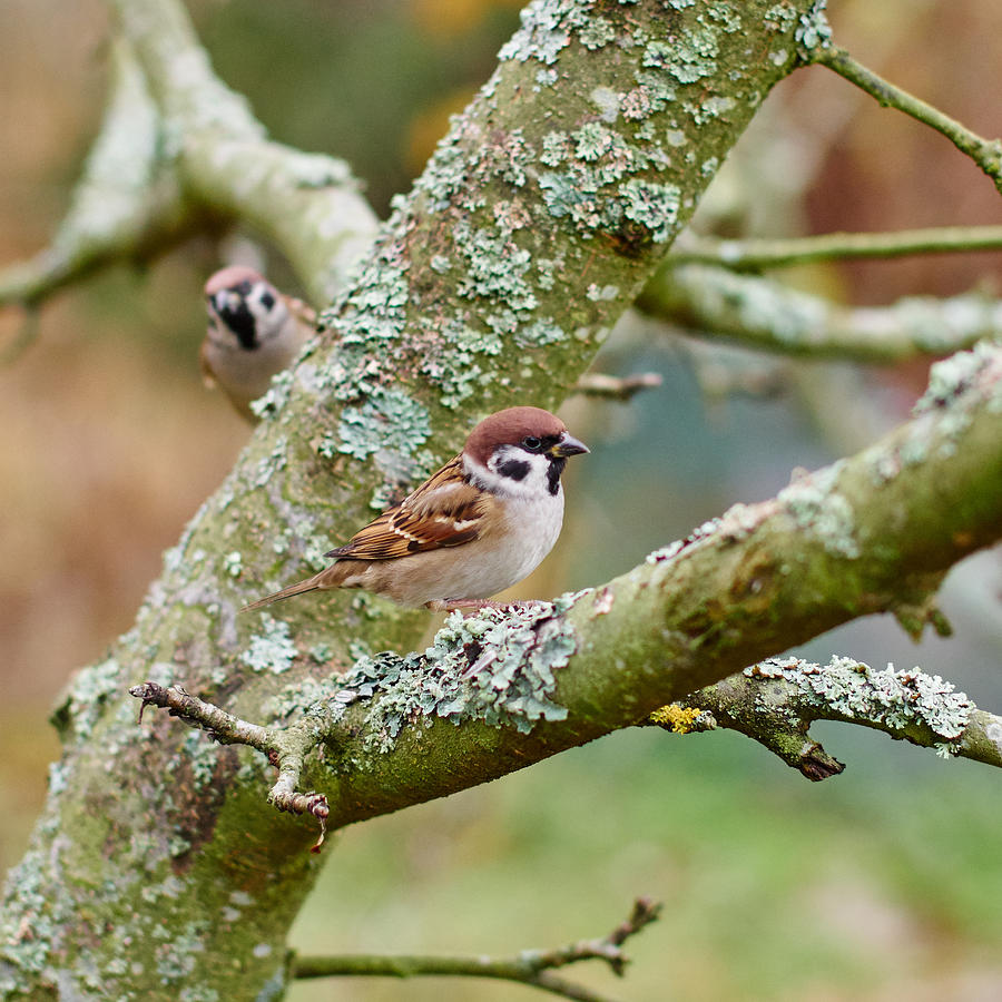 Eurasian tree sparrow Photograph by Jouko Lehto