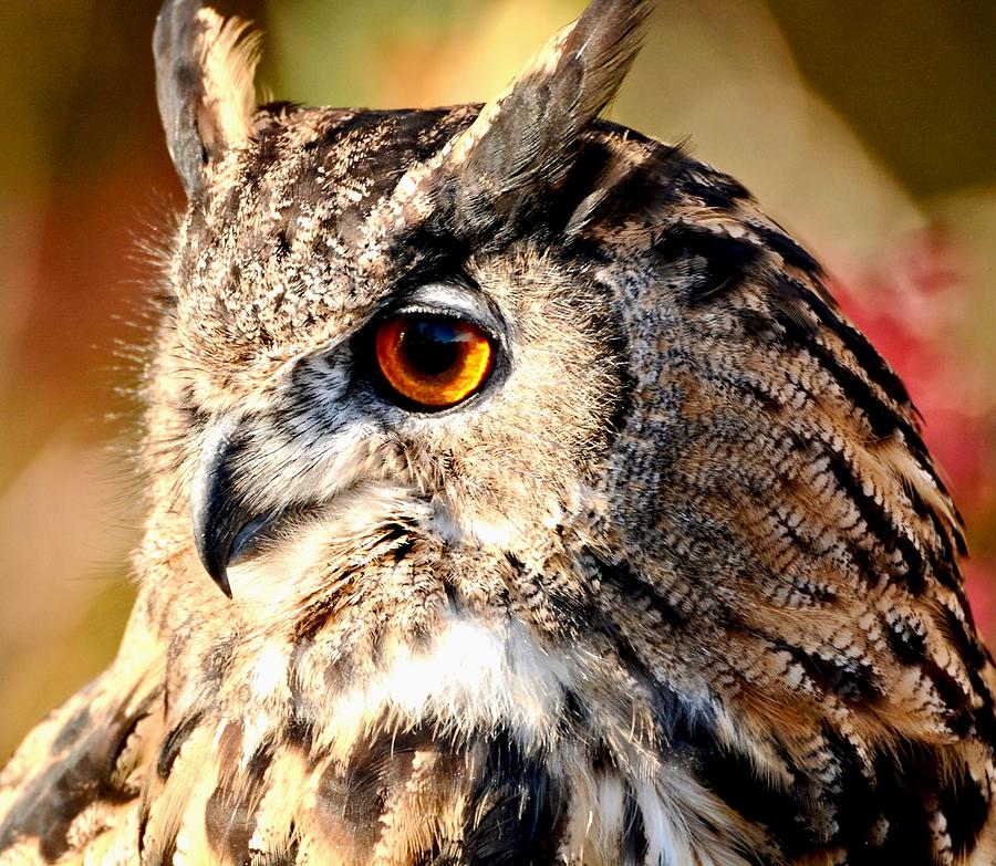 Eurasion Eagle Owl Photograph by Amy McDaniel