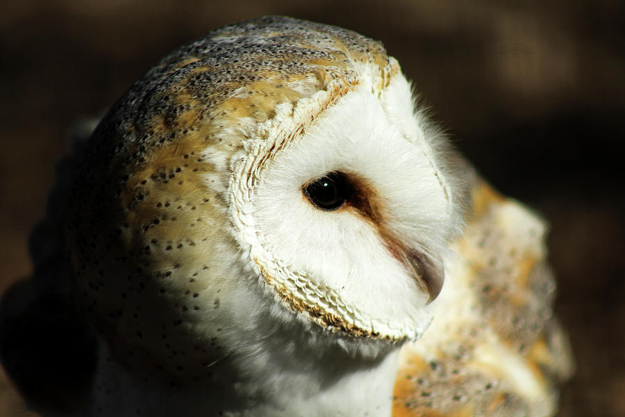 European Barn Owl Photograph by Holly Ross