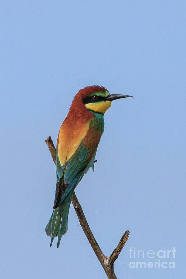 European Bee-eater Photograph by Jennifer Ludlum