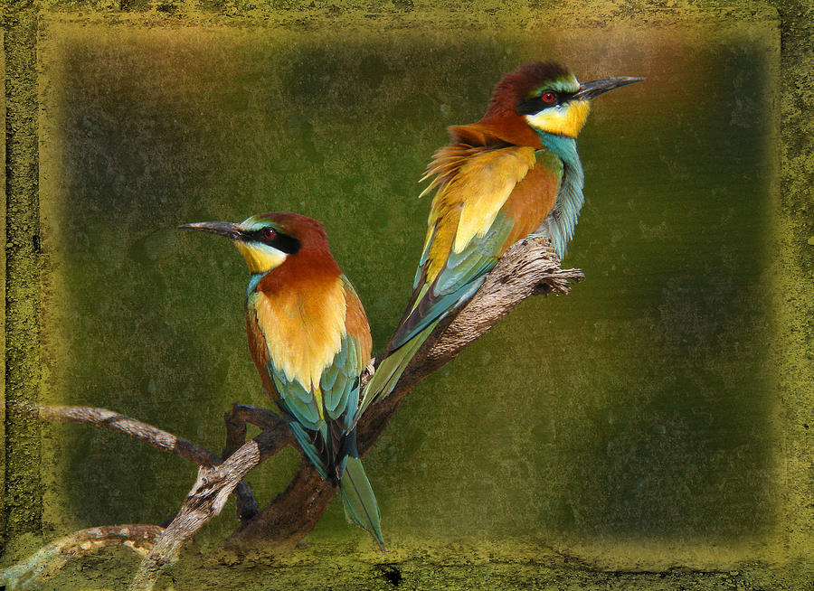 European Bee-eaters Photograph by Perry Van Munster