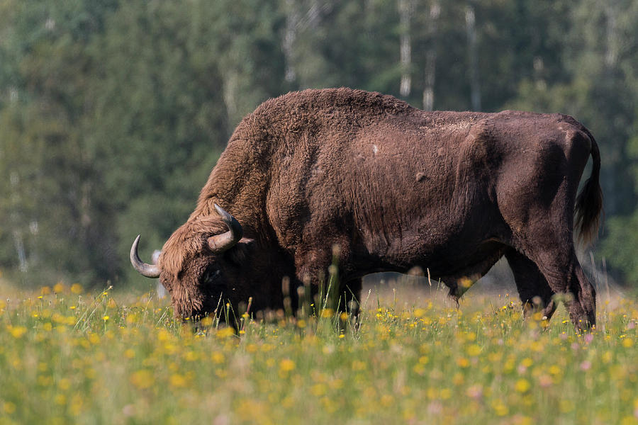 European Bison in Bialowieza Photograph by Claudio Maioli