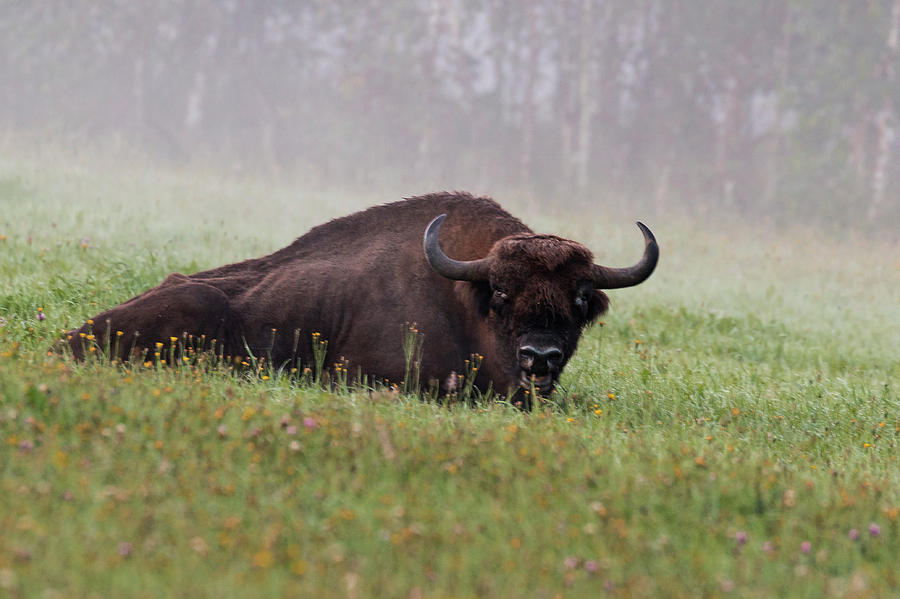 European Bison in the mist at dawn Photograph by Claudio Maioli