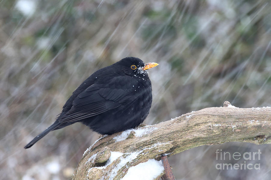Blackbird Photograph - European Blackbird In Snow by Mike Lane/FLPA