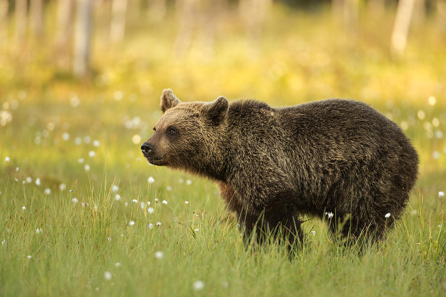 European Brown Bear - 03 Photograph by Nigel Spencer | Fine Art America