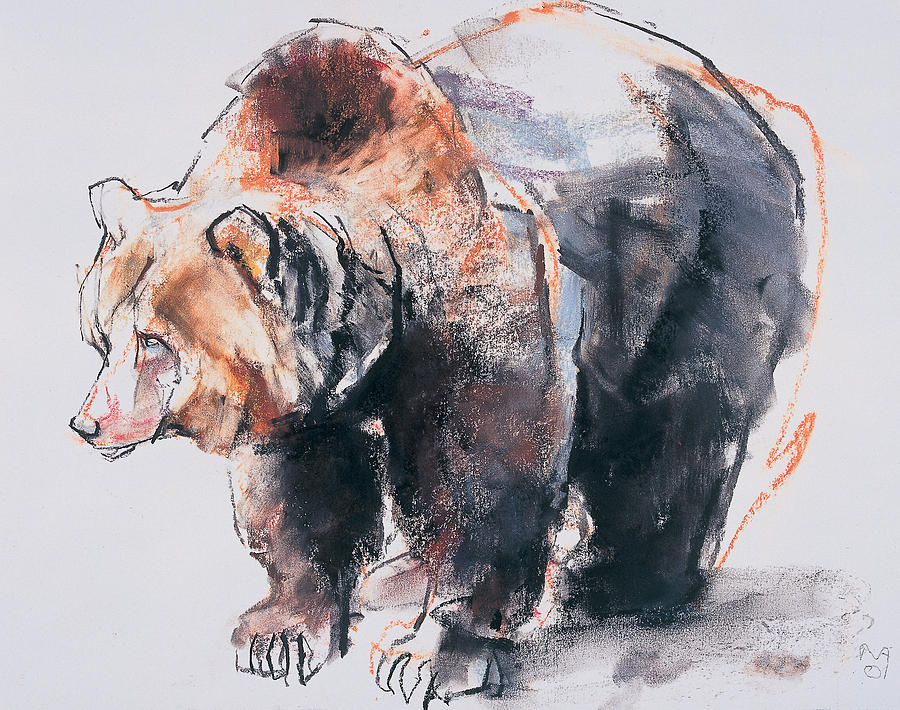 Grizzly Bear Drawing - European Brown Bear by Mark Adlington