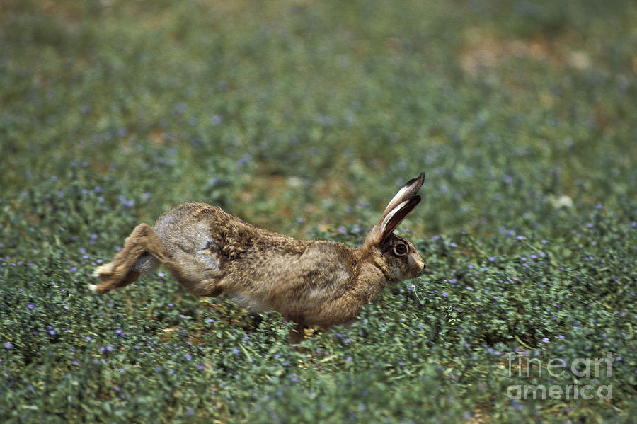European Brown Hare Lepus Europaeus Photograph by Gerard Lacz