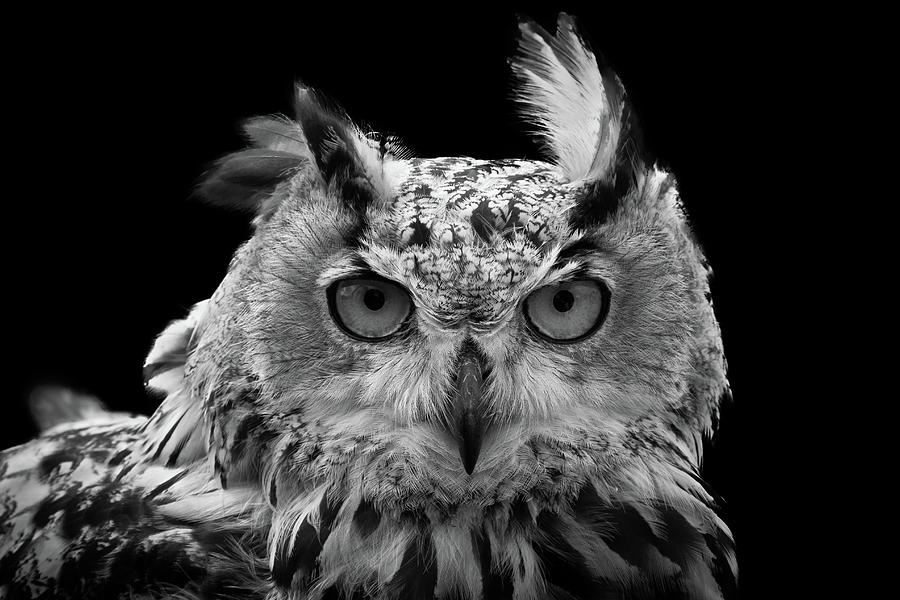 Portrait Photograph - European Eagle Owl by Chris Whittle