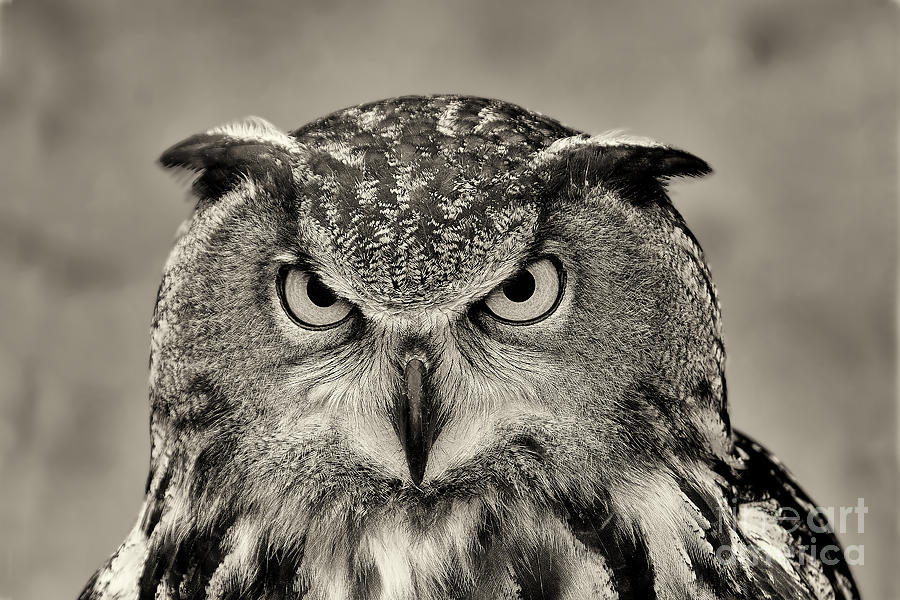 Eagle Photograph - European Eagle Owl III by Jeff Grabert