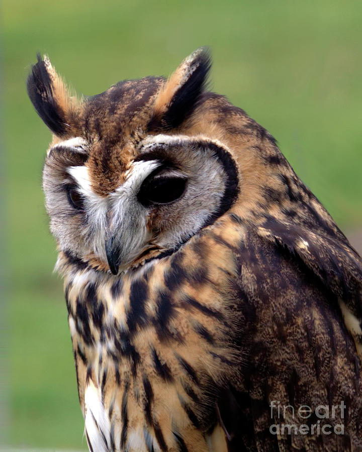 Eurasian Striped  Owl Photograph by Stephen Melia