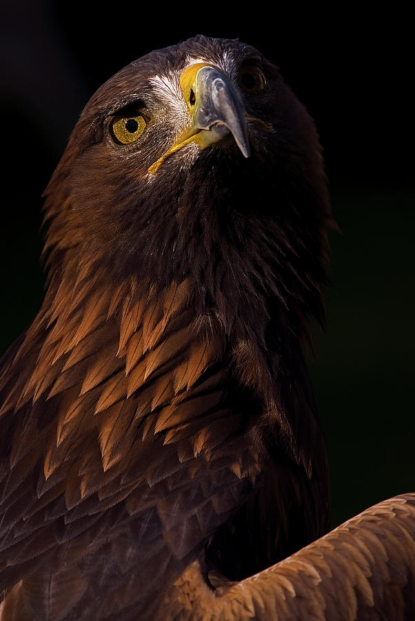 European Golden Eagle Photograph by JT Lewis