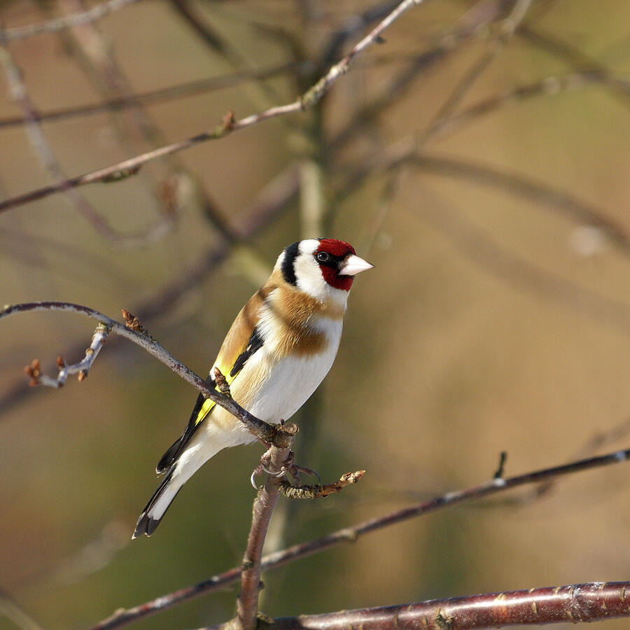 European goldfinch 2 Photograph by Jouko Lehto