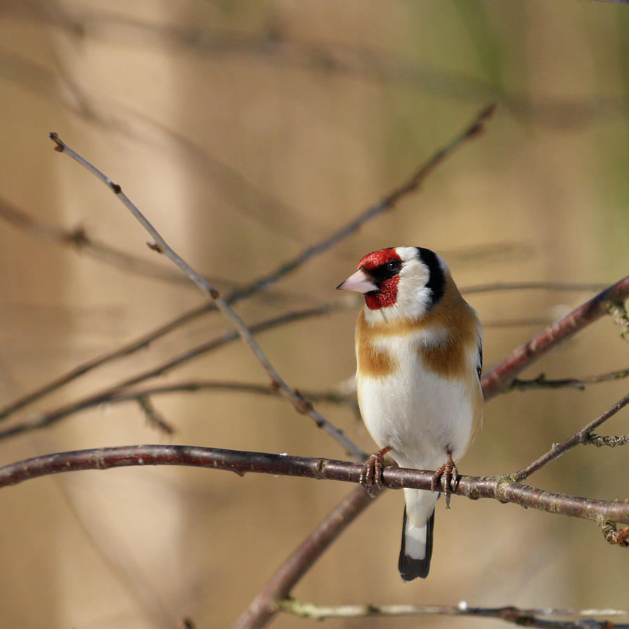 European Goldfinch 3 Photograph