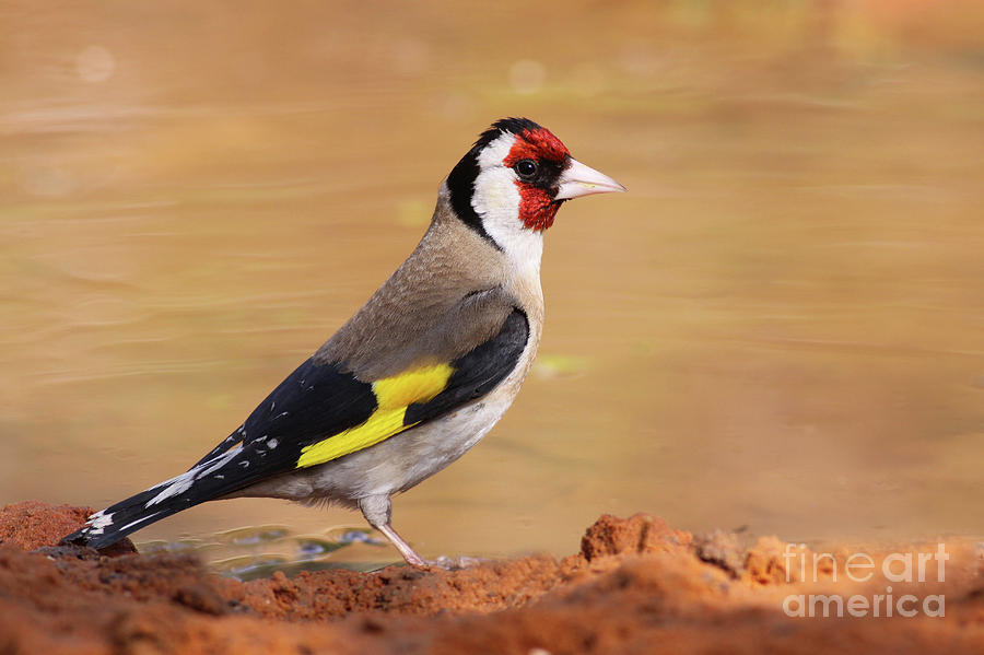 European Goldfinch Photograph by Alon Meir