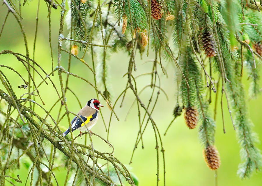 European Goldfinch, Carduelis Carduelis Photograph