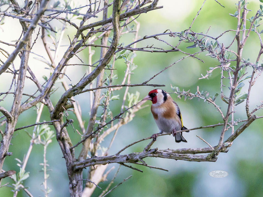 European goldfinch, carduelis carduelis Photograph by Elenarts - Elena Duvernay photo