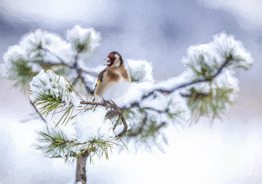 European Goldfinch Carduelis carduelis in snow Photograph by Liz Leyden