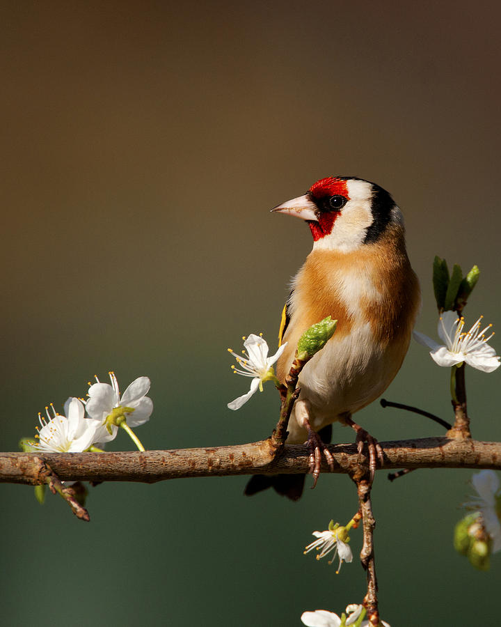 European Goldfinch on flowering Blackthorn. Photograph by Paul Scoullar