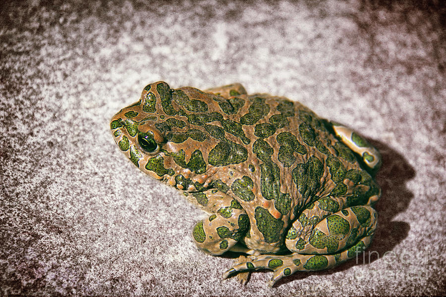 European Green Toad Photograph by Kasia Bitner