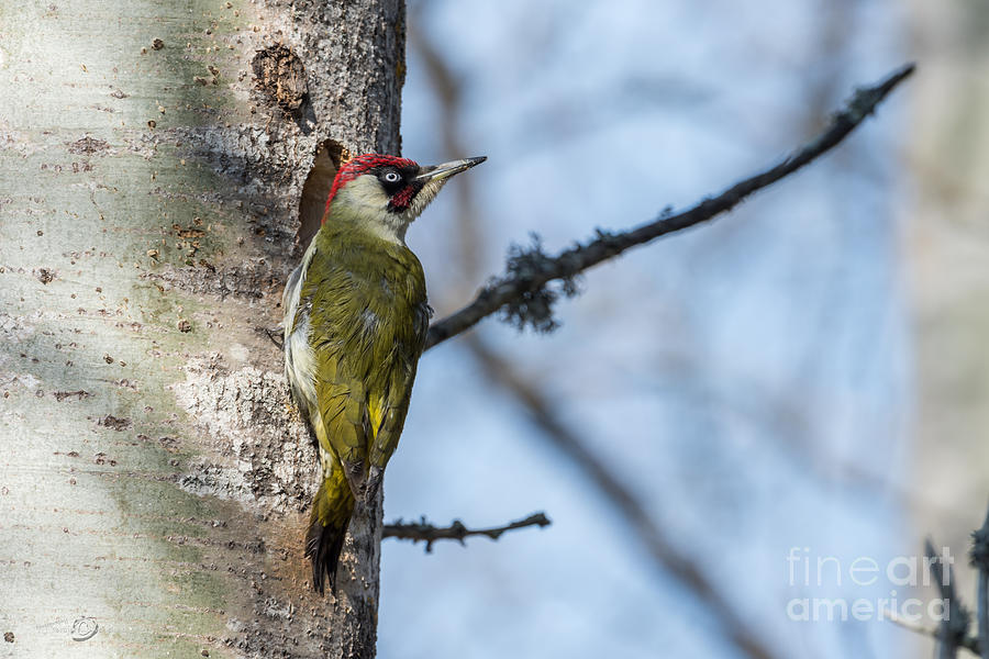 Wildlife Photograph - European Green Woodpecker by Torbjorn Swenelius