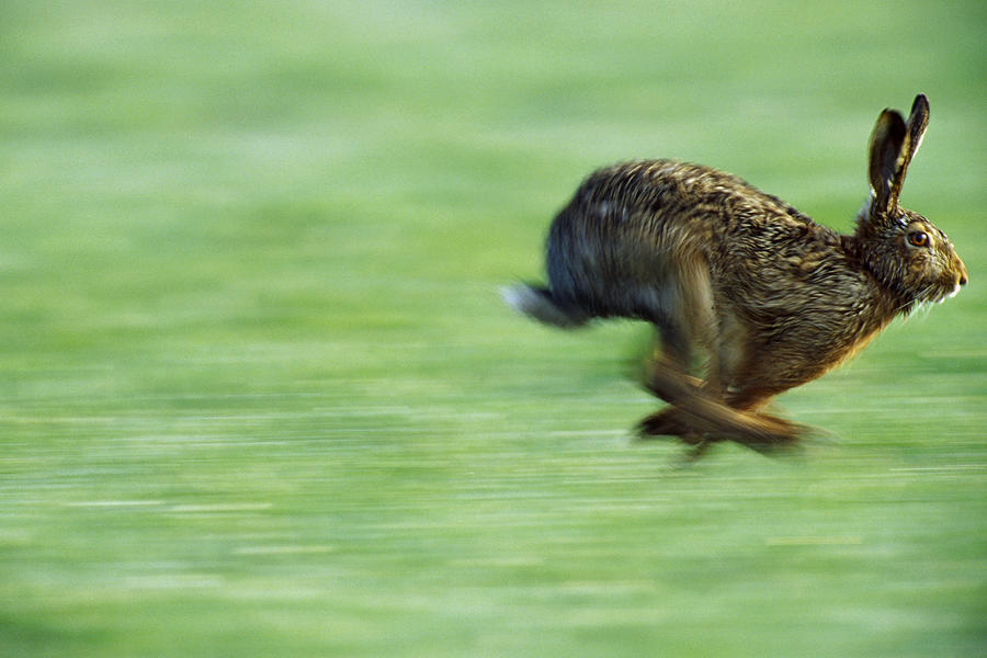 European Hare Lepus Europaeus Running Photograph by Konrad Wothe