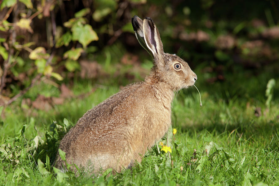 European Hare with Culm Photograph by Aivar Mikko