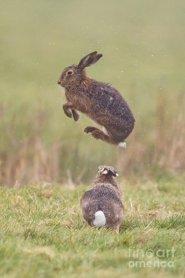 European Hare Photograph - European Hares Boxing by Paul Sawer FLPA
