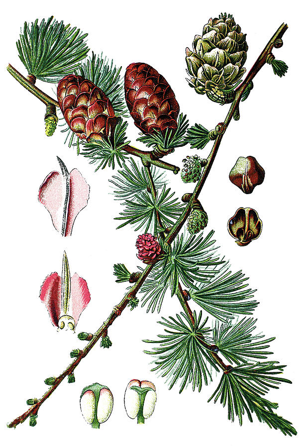 Vintage Drawing - European larch, Pinus larix by Bildagentur-online
