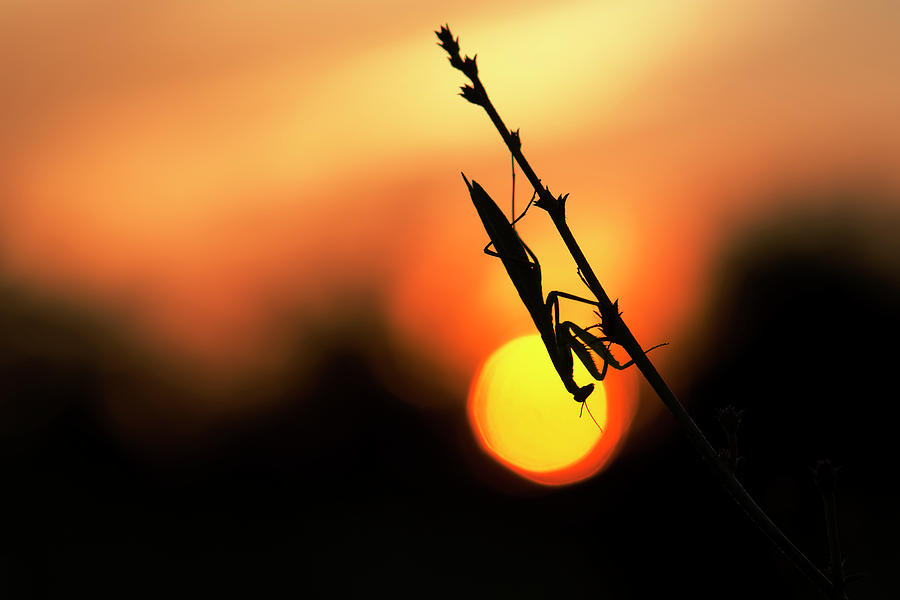 European mantis Photograph by Michal Candrak - Fine Art America