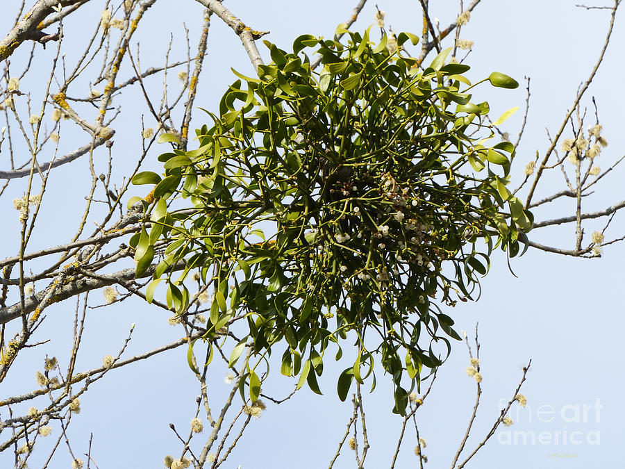 European Mistletoe on Willow Photograph by Phil Banks