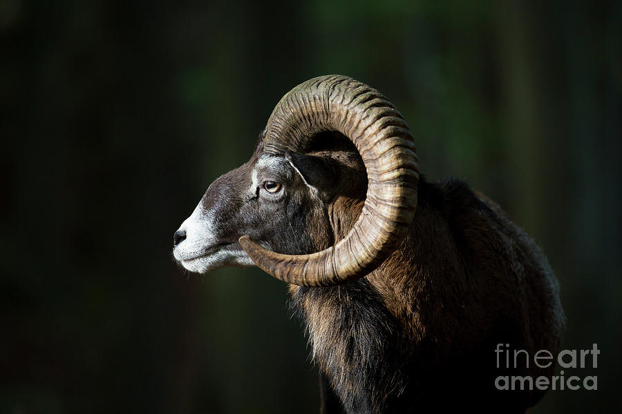 European mouflon Photograph by Arterra Picture Library