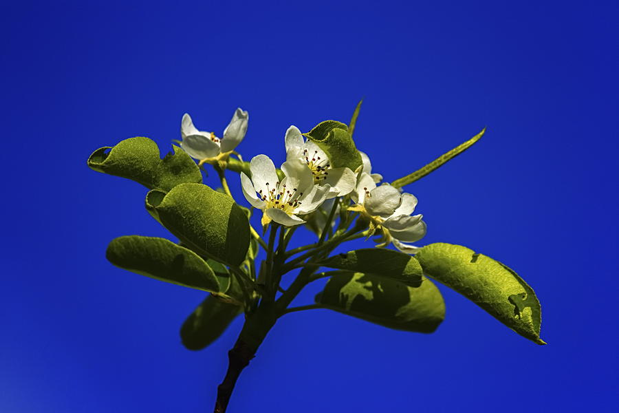 European or common pear, pyrus communis, flowers Photograph by Elenarts - Elena Duvernay photo