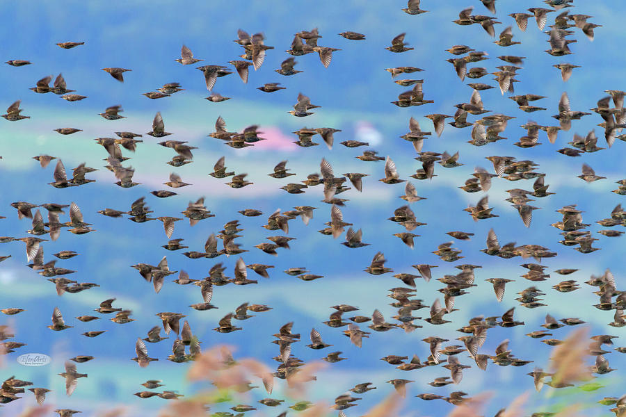 European or common starling, sturnus vulgaris, bird flock flying Photograph by Elenarts - Elena Duvernay photo