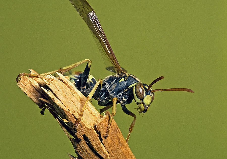 paper wasp paper wasp