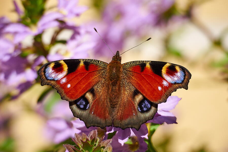 European Peacock butterfly Photograph by Jouko Lehto