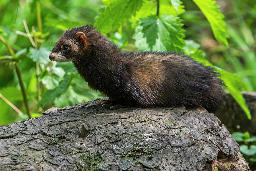 European polecat Photograph by Arterra Picture Library